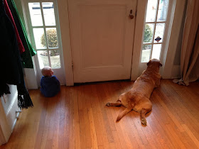 Cute dogs - part 8 (50 pics), dog and baby looking through the window