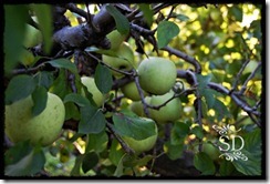 Apple2