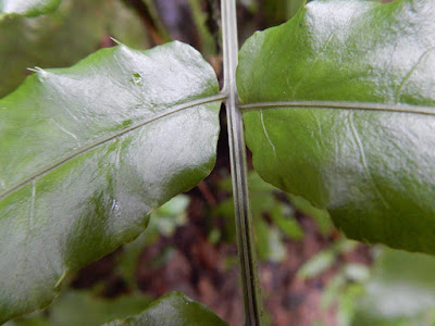 海南實蕨營養葉的羽片