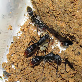 Workers of Pachycondyla tending to a larva