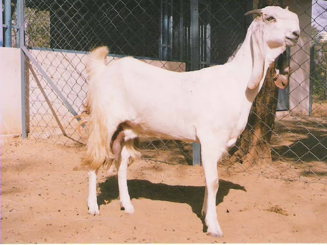 দুধ উৎপাদনে শীর্ষ ১০ ছাগল জাত, যমুনাপারী ছাগল