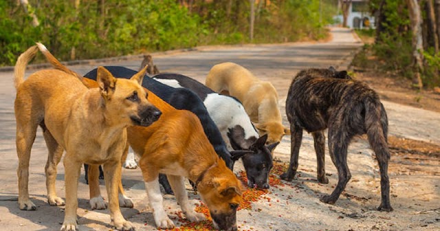 Appello di "Save the Dogs" ai quattro aspiranti Governatori per un impegno a favore degli animali e per la lotta al randagismo