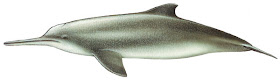 delfin del plata Pontoporia blainvillei