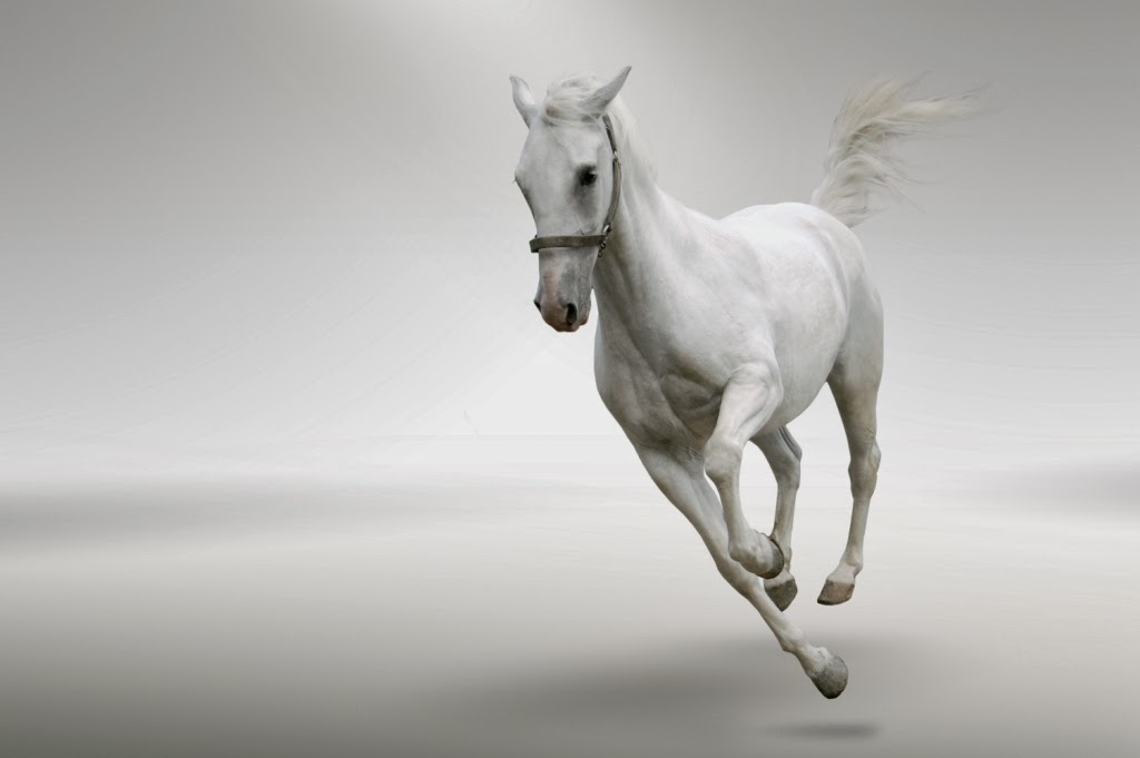 GambarBaru Kumpulan Gambar  Kuda  Putih Terbaru