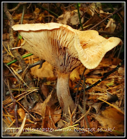 fabulous autumn fungi