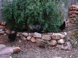 Nuestras gallinas2-Naturalis muebles ecológicos