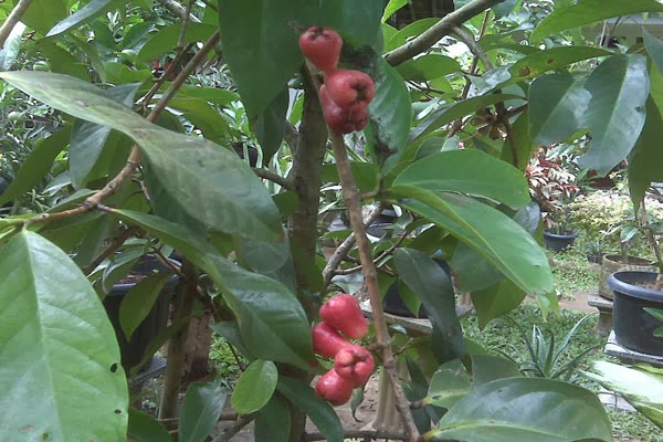 Pohon jambu monyet jambu jamaika tanaman jambu jamaica 