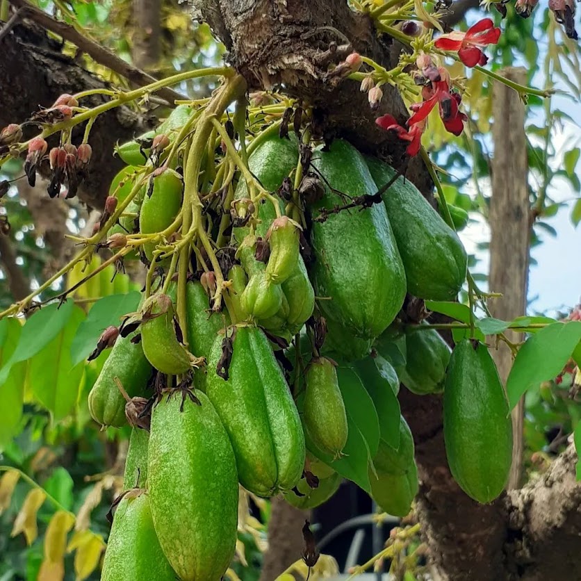 bibit tanaman buah belimbing wuluh cepat bengkulu Jawa Barat