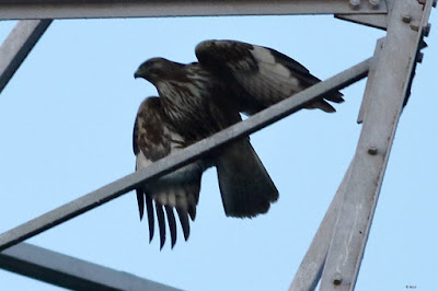 Common Buzzard