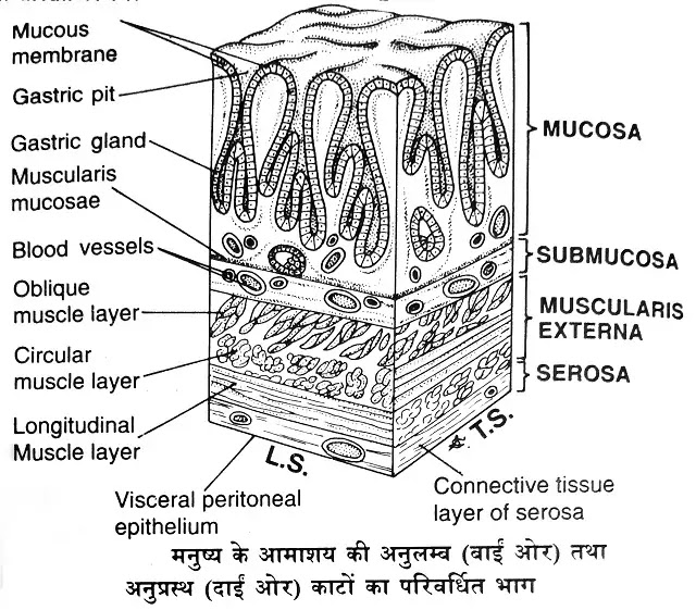 आमाशय की संरचना (Structure of Stomach) तथा कार्य|hindi