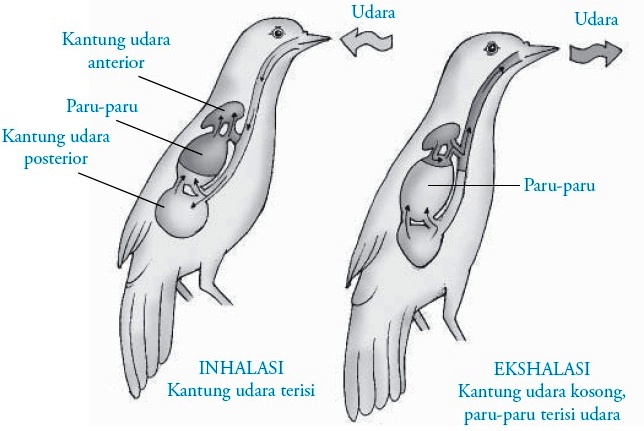  Sistem  Pernapasan  pada  Burung Aves 