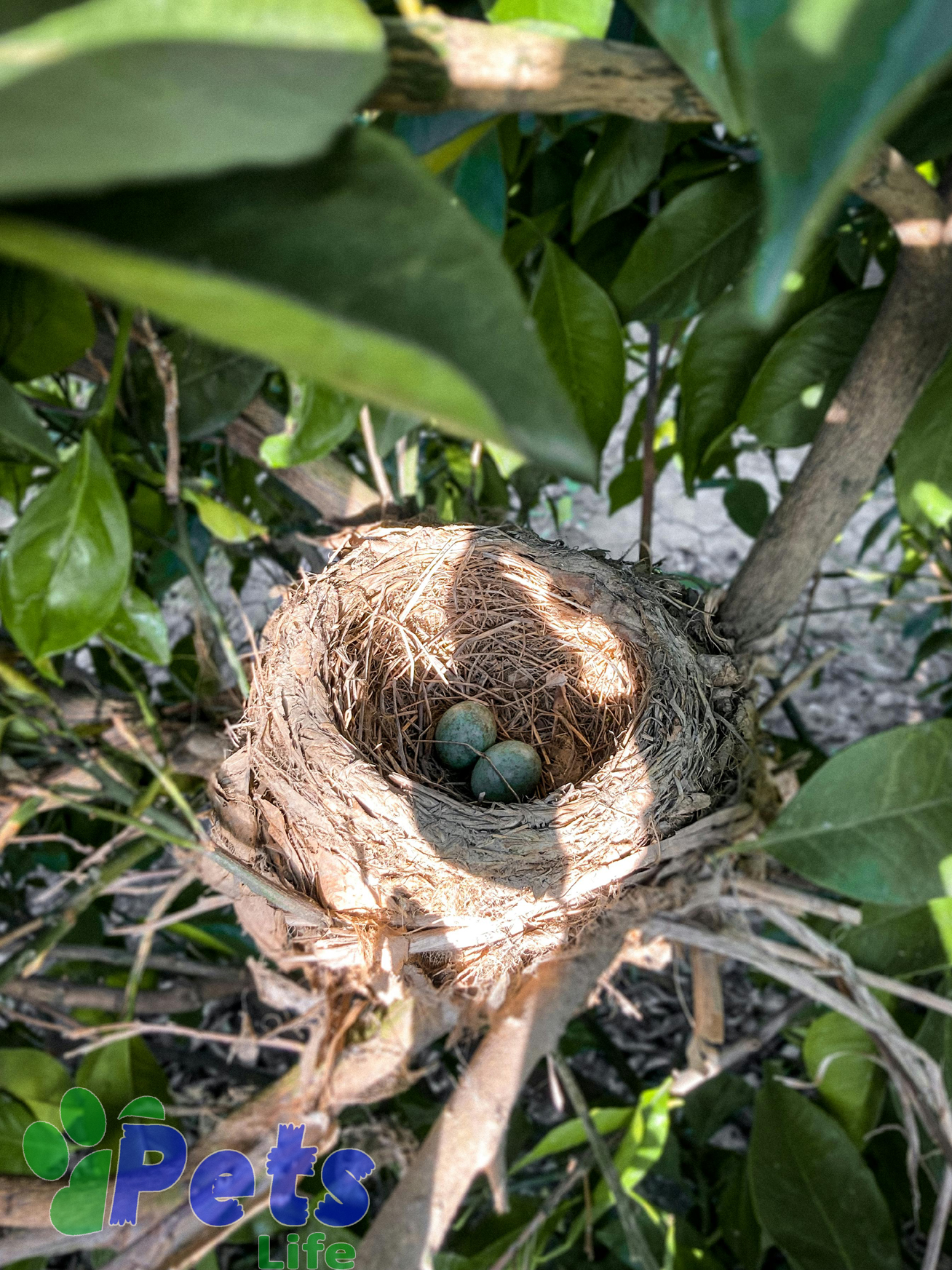 Understanding-Egg-Binding-in-Birds
