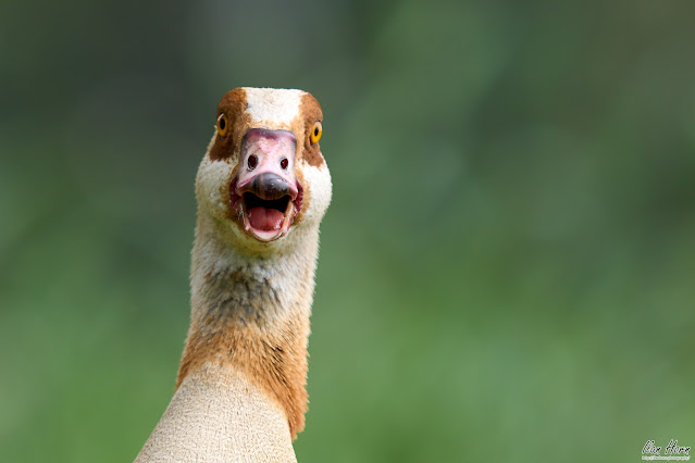 Surprised Goose