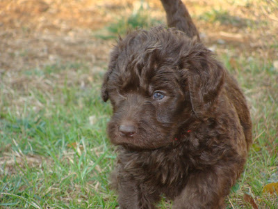 cute goldendoodle puppy. cutest pup on tags