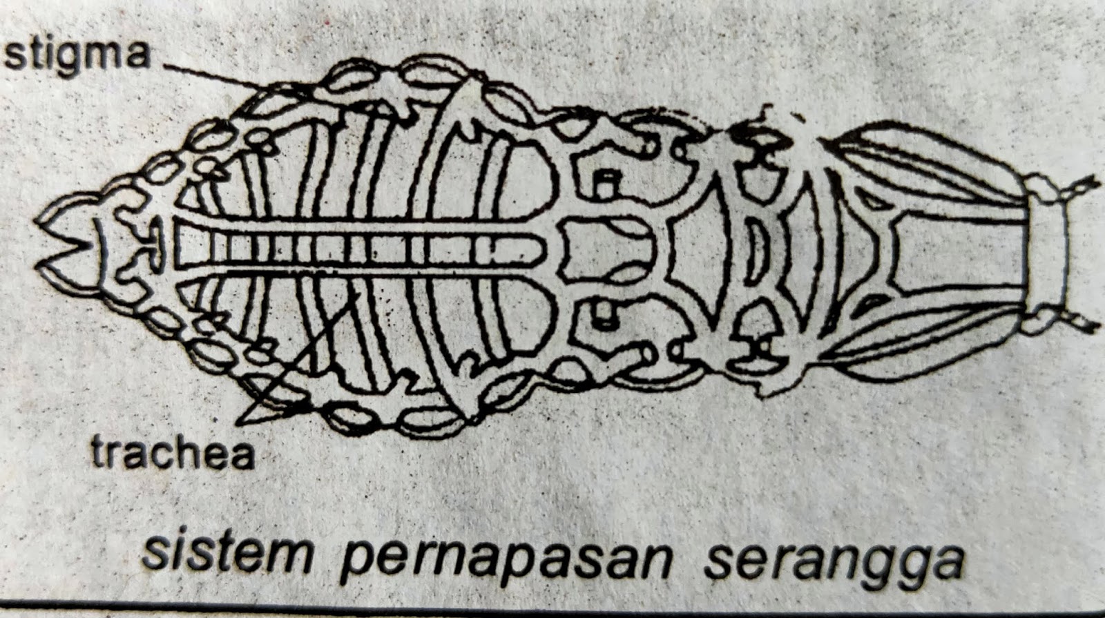  Apa  Saja Organ Pernapasan  Pada Hewan  PortalJawa