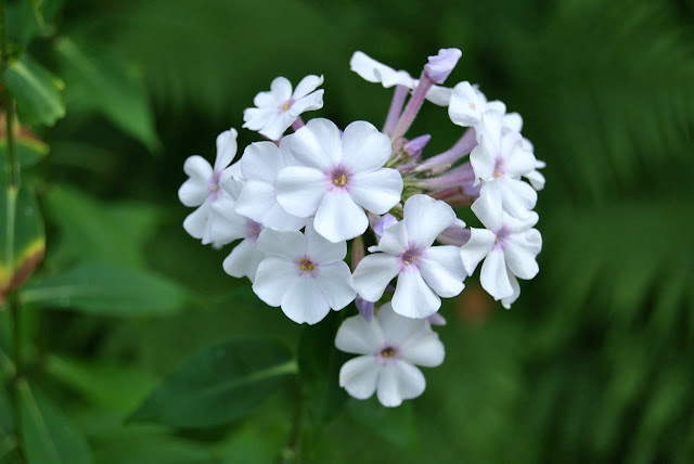 Phlox paniculata 'Ingeborg från Nybro'