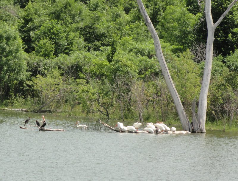 Ran across this group of pelicans (and friend).