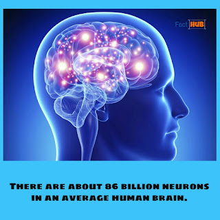 There are about 86 billion neurons in an average human brain.