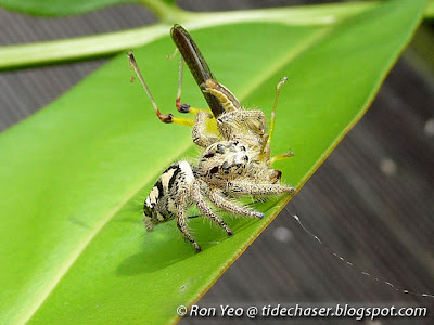 Heavy Jumper (Hyllus diardi)