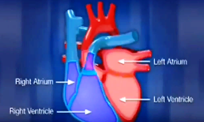 тело подаёт знаки о болезнях сердца