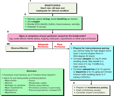 Algoritma bradikardia ACLS 2005