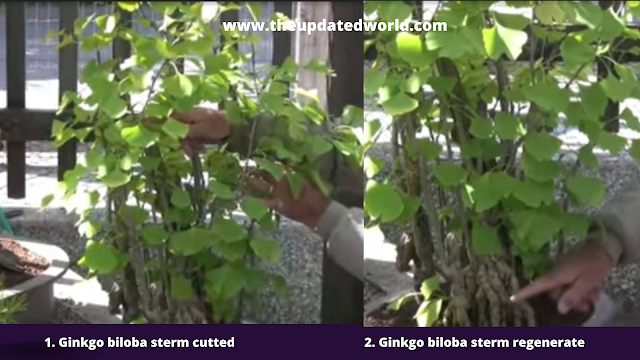 Ginkgo Biloba renegeration