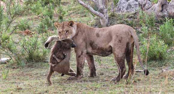 Bayi Baboon dan Singa Betina