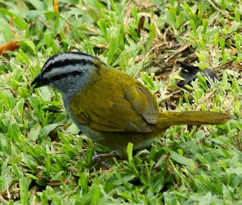 Kicau burung black-striped sparrow untuk masteran