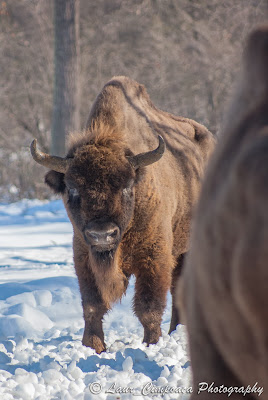 Zimbri Bucsani-Wisent/European Bison-Bison bonasus-Zimbraria Neagra Bucsani-Targoviste-Dambovita