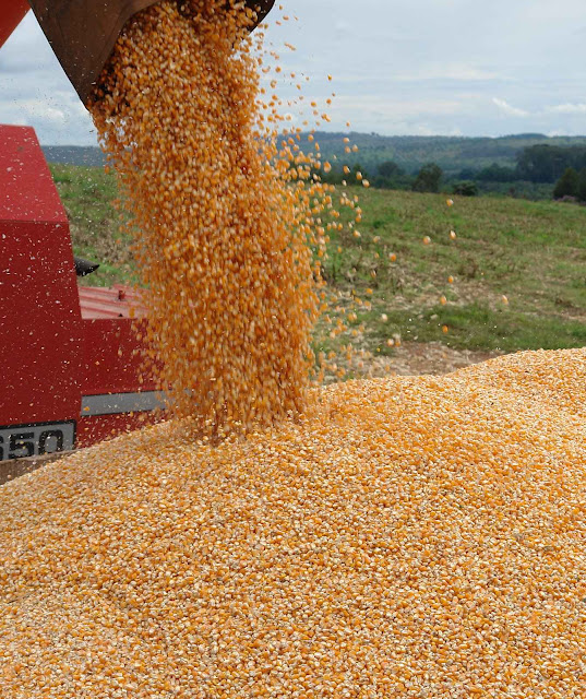 Produção de milho no Brasil aumenta com OGM sem danos para a saúde e com melhora para a população.