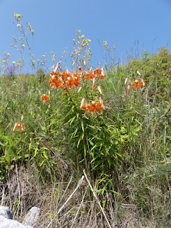 Lis bulbifère - Lilium bulbiferum - Lys bulbifère