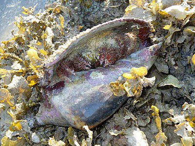 Hairy Hermit Crab (Dardanus lagopodes)