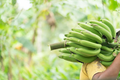 Hombre con Bananas verdes