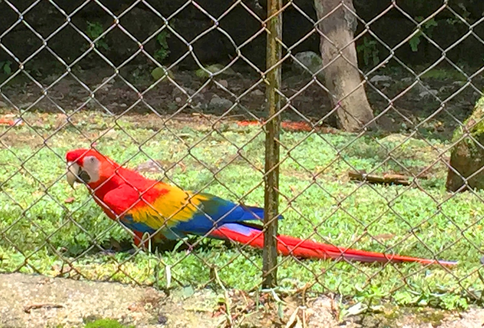 The Guacamaya is one of the most colorful and beautiful birds from Panama!