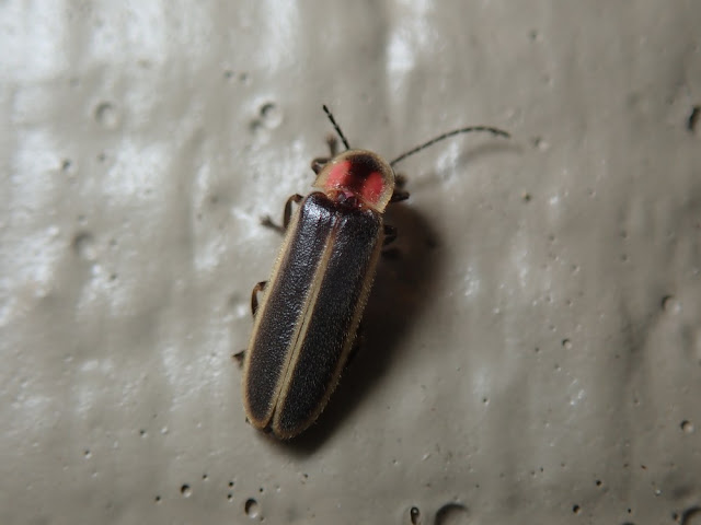 Photinus pyralis