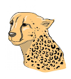 Cheetah Drawing 