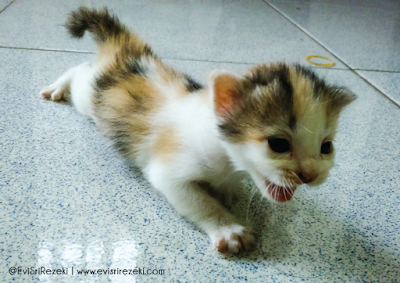 Miura dan Empat Generasi Kucing