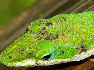 Green+Anole+Head+Close+Up.jpg (click onthe thumbnail for a larger image)