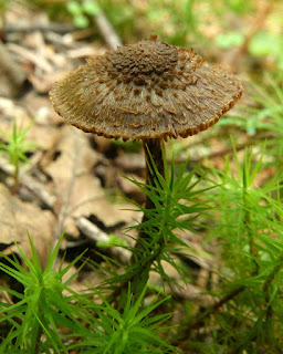 Inocybe calamistrata - Inocybe à base vert sombre - Inocybe à base verte 