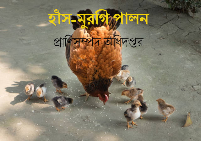 হাঁস-মুরগি পালন বই পিডিএফ ফ্রি ডাউনলোড