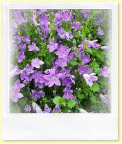 CAMPANULA_port_Resholt_Variety