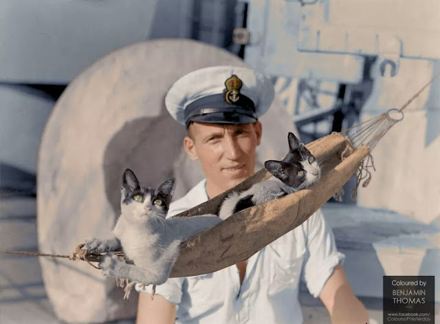HMAS Nizam ship’s cats color photos of World War II worldwartwo.filminspector.com