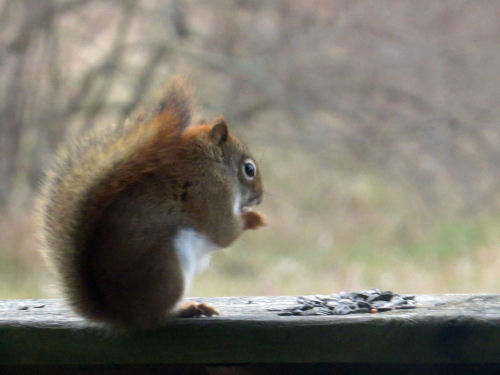 red squirrel eating a sunflower seed