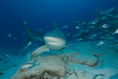 Bull shark Picture 