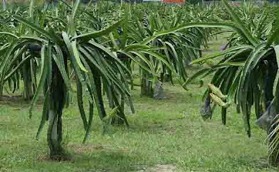 Cara Menanam Buah Buaga Yang Benar