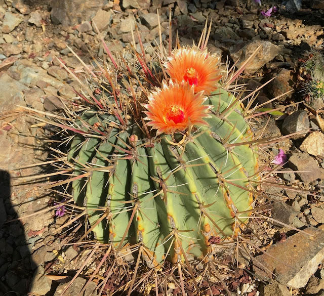 Ruth Bancroft garden cactus