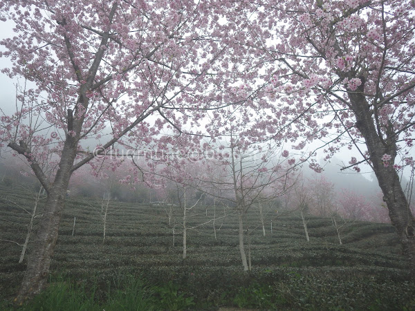 Forest Hill Farm cherry blossoms