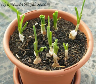 Garlic Shoots