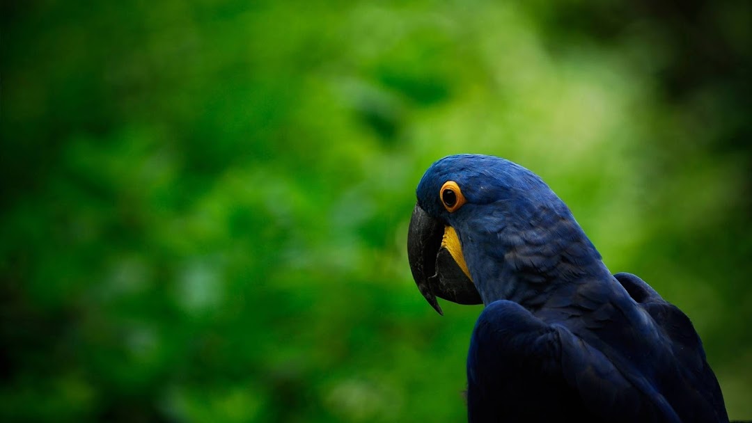 Blue Parrot HD Wallpaper