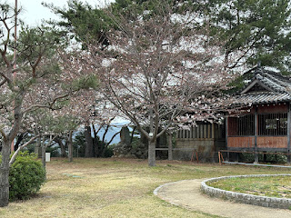 八福稲荷神社的櫻花